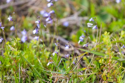 Lobelia feayana, photographed by Melissa McMasters
