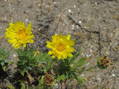 Grindelia chiloensis, photographed by Gonzalo Roget