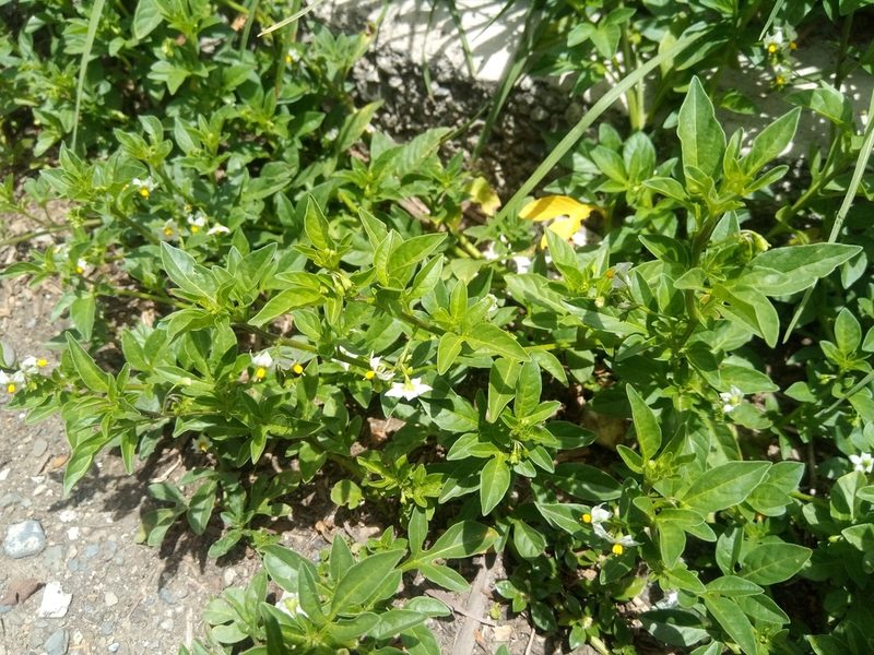 Solanum palitans, photographed by Alfredo F. Fuentes Claros