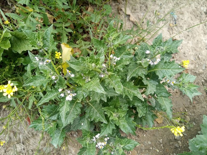 Solanum pentlandii, photographed by Alfredo F. Fuentes Claros