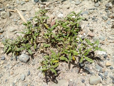 Heliotropium microstachyum, photographed by Alfredo F. Fuentes Claros