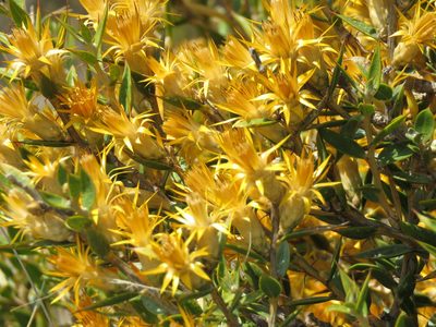 Chuquiraga avellanedae, photographed by Gonzalo Roget