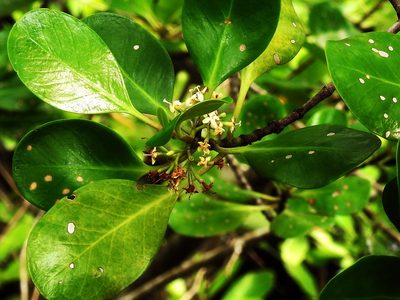 Scyphiphora hydrophylacea, photographed by Abu Hamas