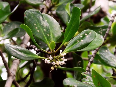 Scyphiphora hydrophylacea, photographed by Abu Hamas