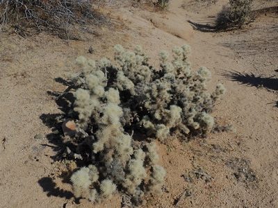 Cylindropuntia chuckwallensis, photographed by Mitch Van Dyke