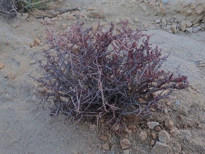 Tetracoccus hallii, photographed by Mitch Van Dyke