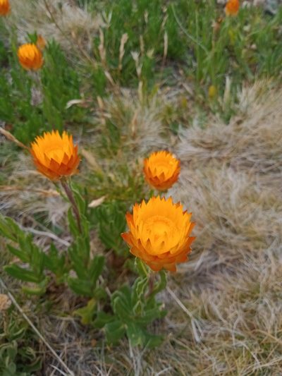 Xerochrysum subundulatum, photographed by Nina Kerr