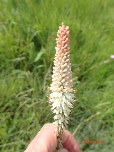 Kniphofia buchananii, photographed by Peter Warren