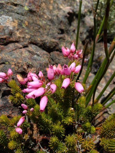 Erica doliiformis, photographed by Seth Musker