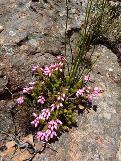 Erica doliiformis, photographed by Seth Musker