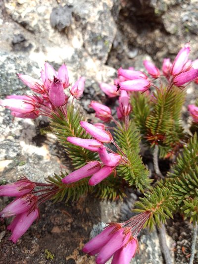 Erica doliiformis, photographed by Seth Musker