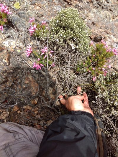 Erica doliiformis, photographed by Seth Musker