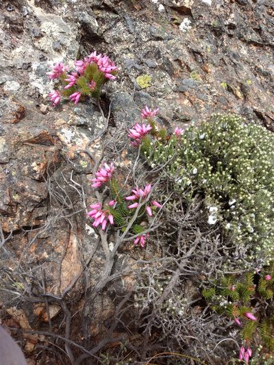 Erica doliiformis, photographed by Seth Musker