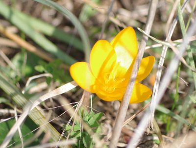 Crocus olivieri, photographed by katunchik