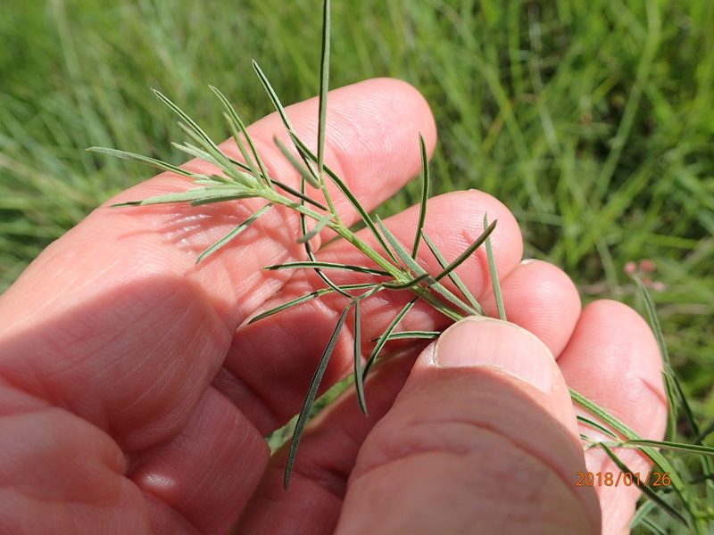 Indigastrum fastigiatum, photographed by Peter Warren