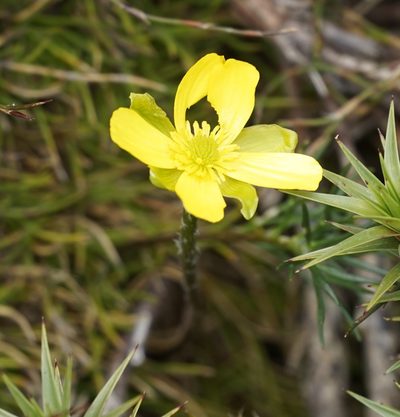 Ranunculus gunnianus, photographed by Tim