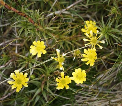 Ranunculus gunnianus, photographed by Tim