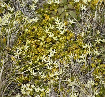 Stackhousia pulvinaris, photographed by Tim
