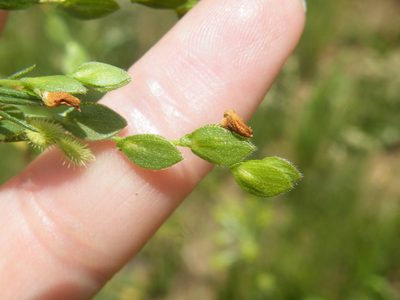 Zornia linearis, photographed by Antoinette Eyssell Knox