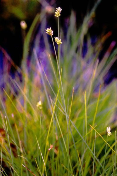 Carex tenuiflora, photographed by Allan Harris