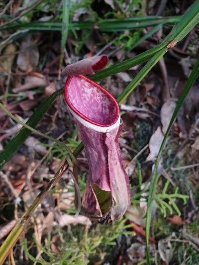 Nepenthes albomarginata, photographed by Cheongweei Gan