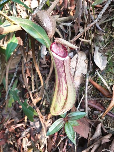 Nepenthes albomarginata, photographed by Cheongweei Gan