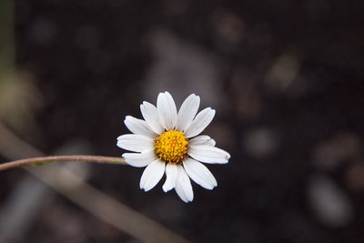 Anthemis aetnensis, photographed by Drepanostoma