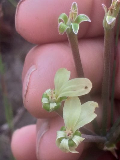 Pelargonium radulifolium, photographed by kevin koen