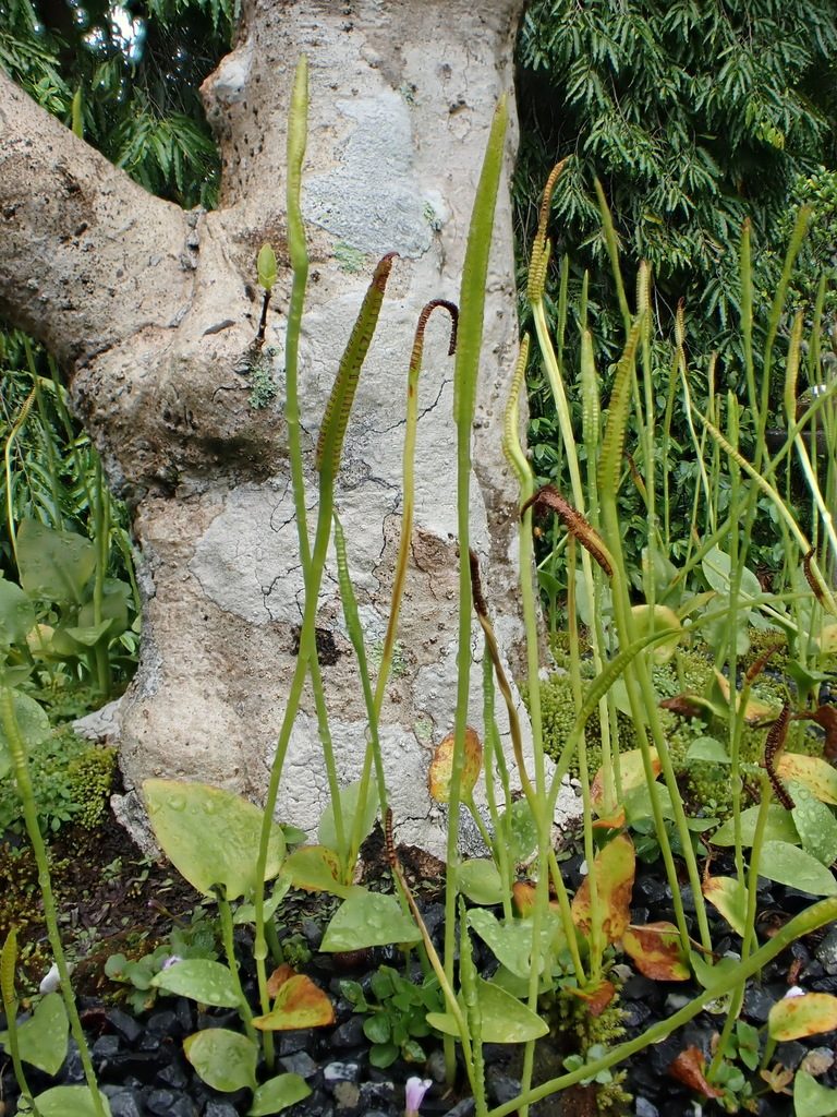 Ophioglossum reticulatum, photographed by Nasser Halaweh