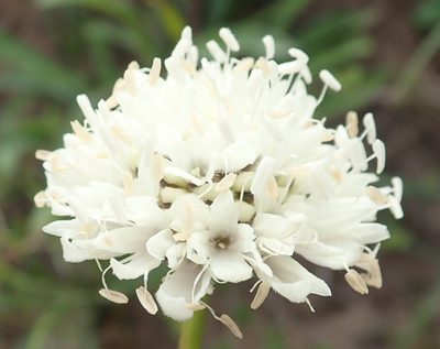 Cephalaria humilis, photographed by Nicola van Berkel