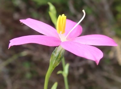 Chironia melampyrifolia, photographed by Nicola van Berkel
