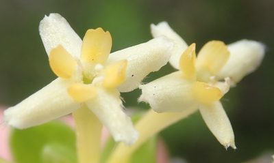 Gnidia chrysophylla, photographed by Nicola van Berkel