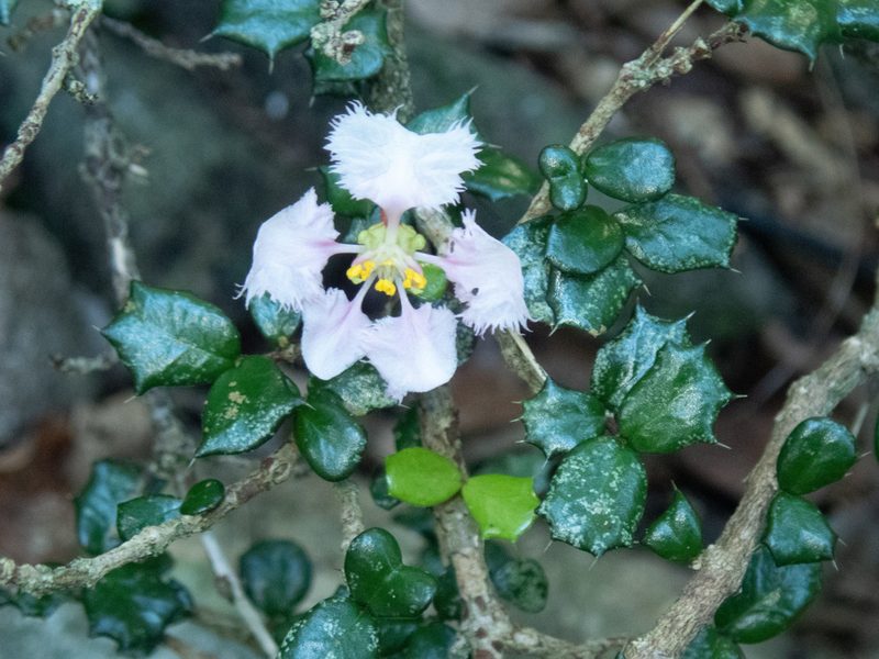 Malpighia coccigera, photographed by Don Loarie