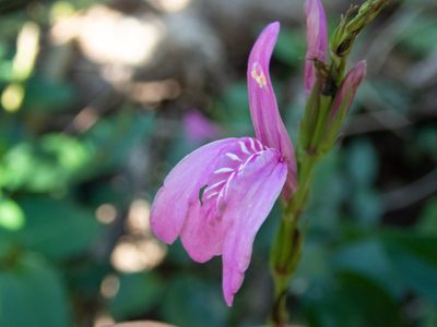 Justicia carthaginensis, photographed by Don Loarie