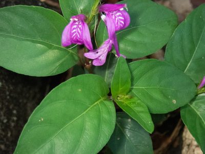 Justicia carthaginensis, photographed by Don Loarie