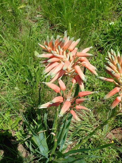 Aloe cooperi, photographed by Peter Warren