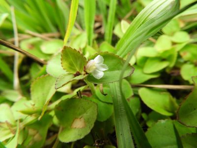 Vandellia diffusa, photographed by Leticia Jiménez Hernández