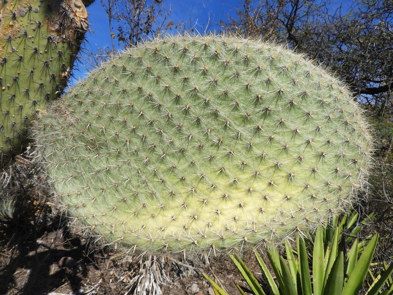 Opuntia pilifera, photographed by Leticia Jiménez Hernández