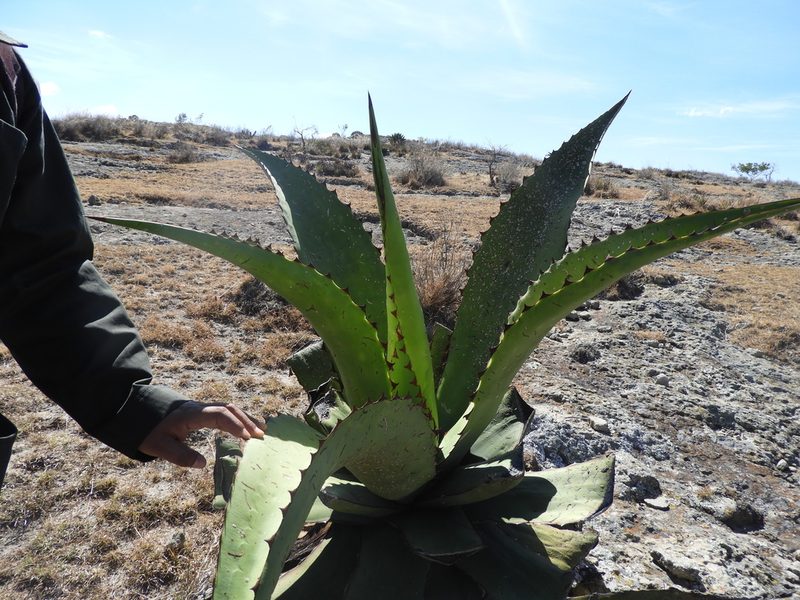 Agave marmorata, photographed by Leticia Jiménez Hernández