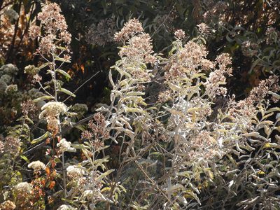 Vernonia paniculata, photographed by Leticia Jiménez Hernández