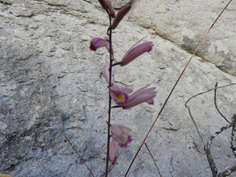 Bletia parkinsonii, photographed by Leticia Jiménez Hernández