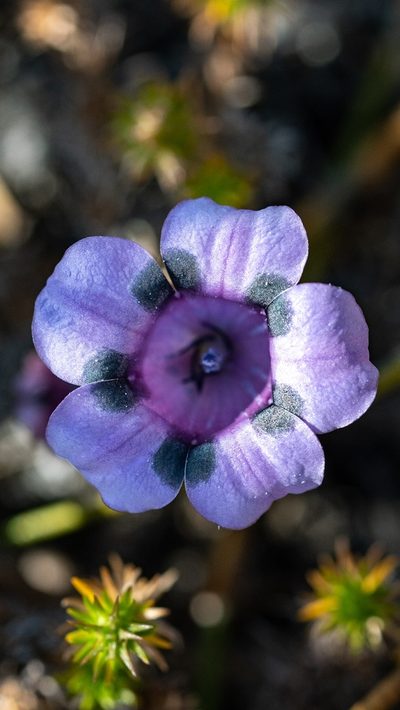 Roella maculata, photographed by magriet b