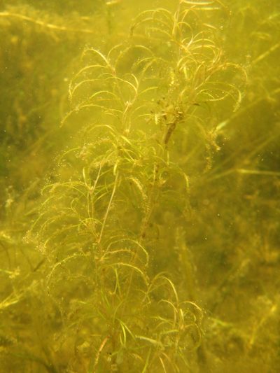 Potamogeton spirillus, photographed by Allan Harris