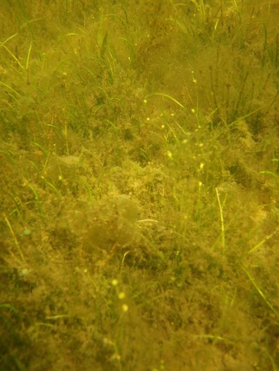 Subularia aquatica, photographed by Allan Harris