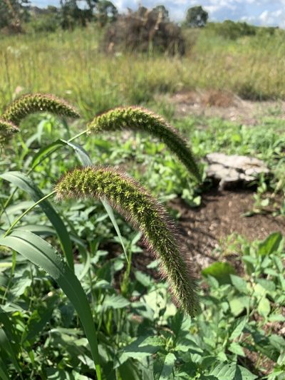 Setaria italica, photographed by Brandon Corder