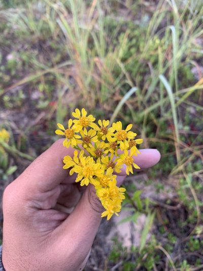 Solidago houghtonii, photographed by Brandon Corder