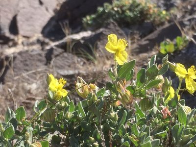 Helianthemum canariense, photographed by Andre Hosper