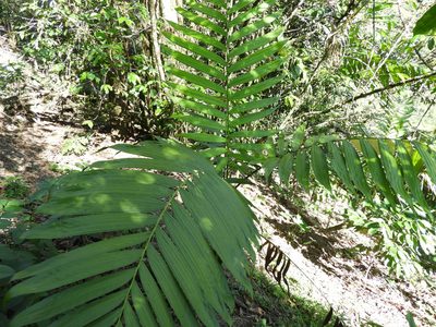 Chamaedorea tepejilote, photographed by Leticia Jiménez Hernández