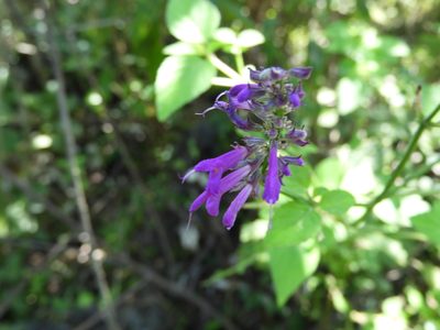 Salvia purpurea, photographed by Leticia Jiménez Hernández