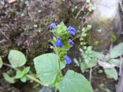 Salvia lasiocephala, photographed by Leticia Jiménez Hernández